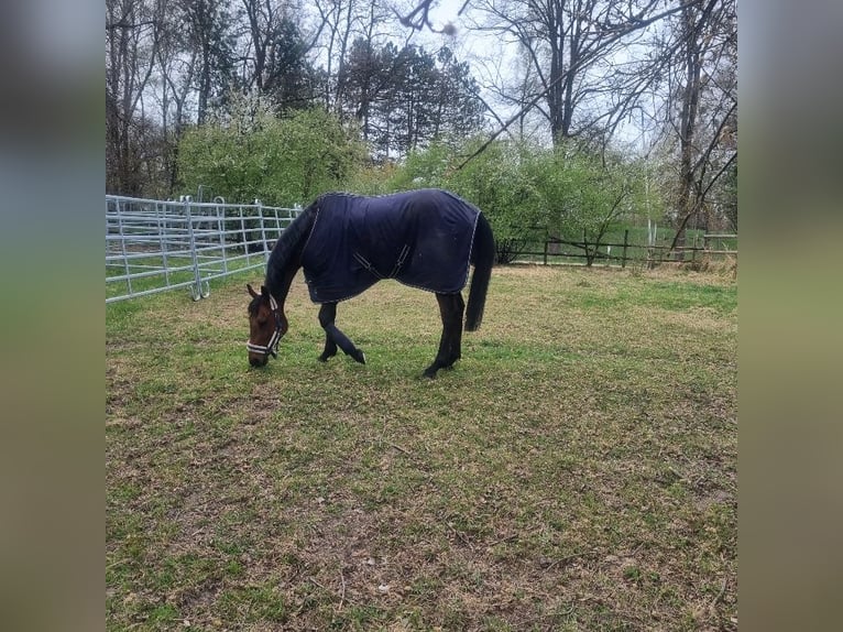 Thoroughbred Mare 9 years 15,2 hh Brown in M&#xFC;nchen