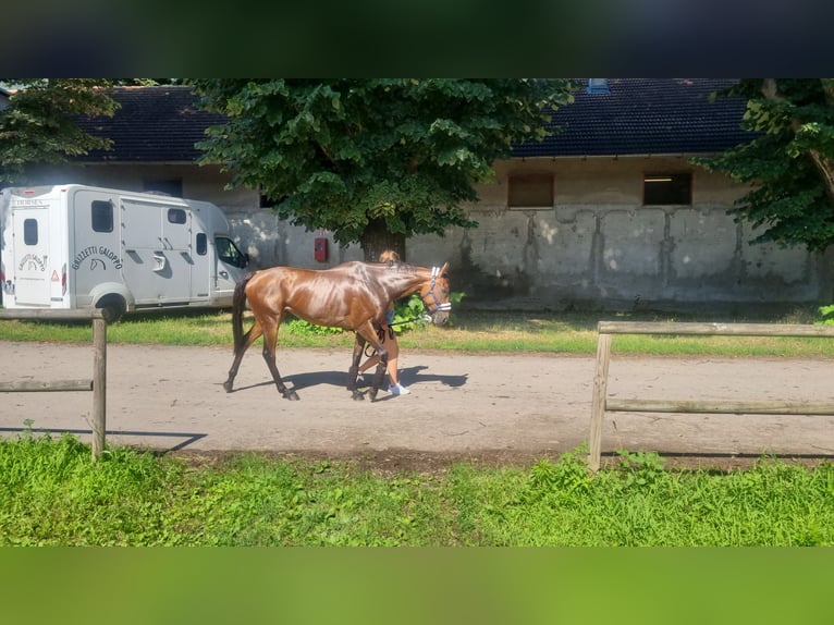 Thoroughbred Mare 9 years 15,2 hh Brown in M&#xFC;nchen