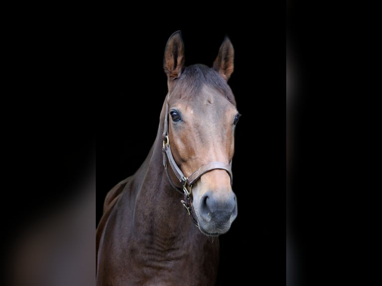 Thoroughbred Mare 9 years 15,2 hh Brown in M&#xFC;nchen