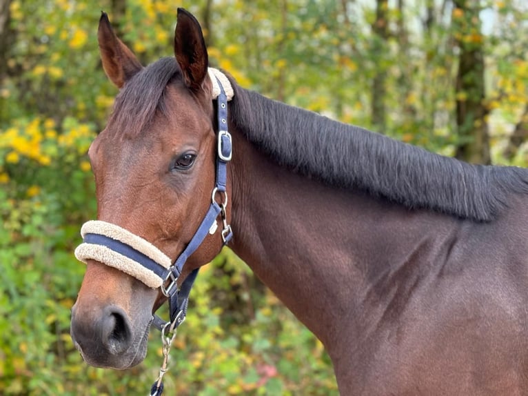 Thoroughbred Mare 9 years 15,2 hh Brown in M&#xFC;nchen