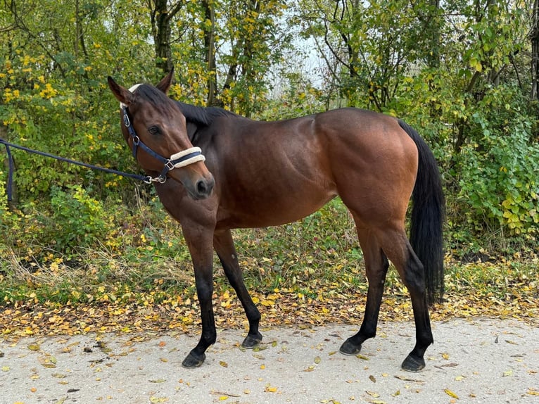 Thoroughbred Mare 9 years 15,2 hh Brown in M&#xFC;nchen