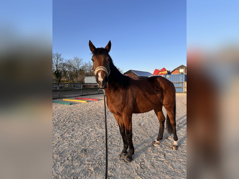 Thoroughbred Mare 9 years 15,2 hh Brown in Issum