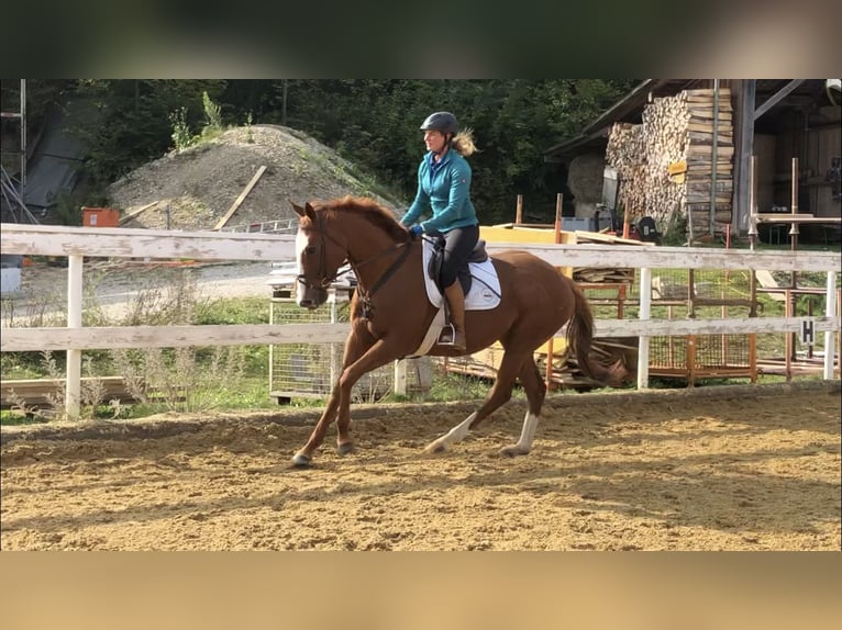 Thoroughbred Mare 9 years 15,2 hh Chestnut-Red in Seehausen am Staffelsee