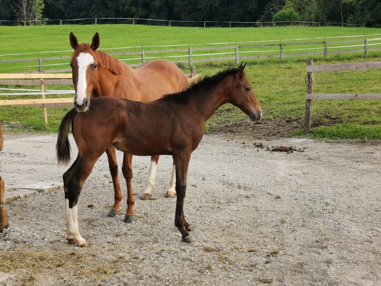 Thoroughbred Mare 9 years 15,2 hh Chestnut-Red in Seehausen am Staffelsee