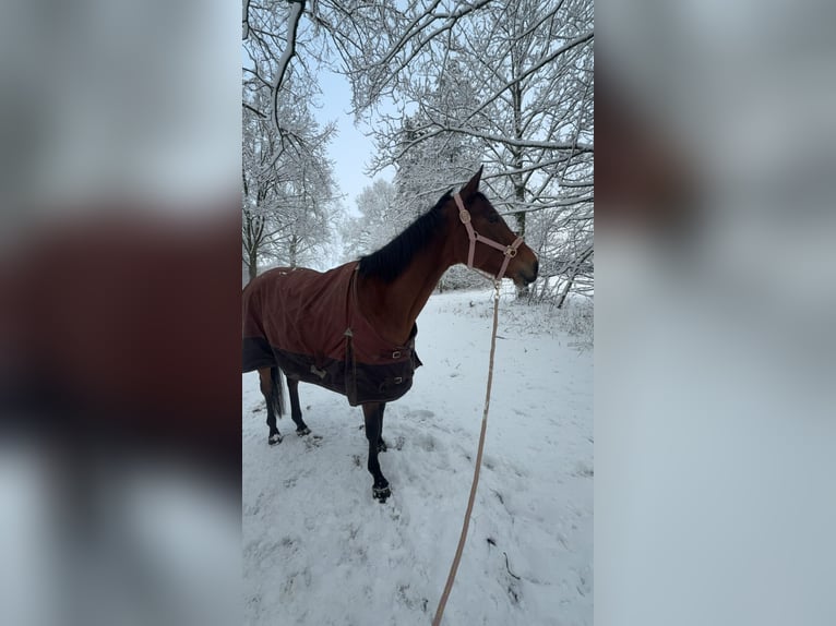 Thoroughbred Mare 9 years 16.1 hh Brown in Dronten