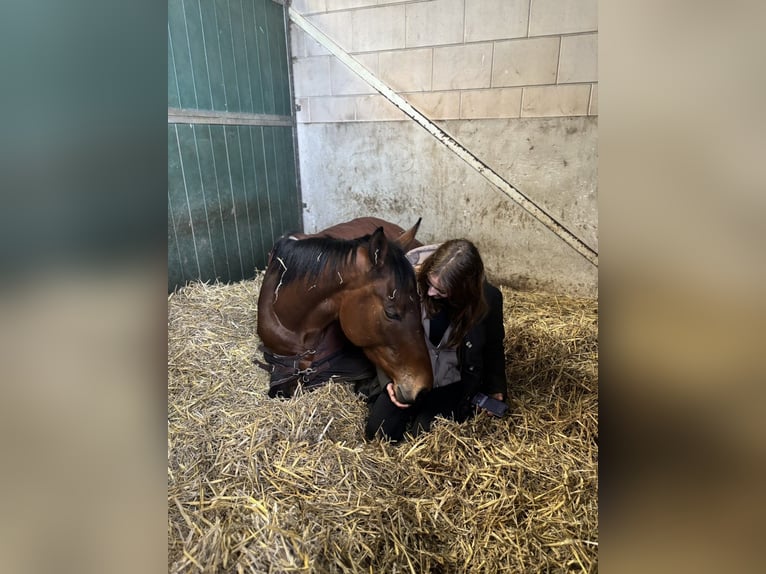 Thoroughbred Mare 9 years 16.1 hh Brown in Dronten