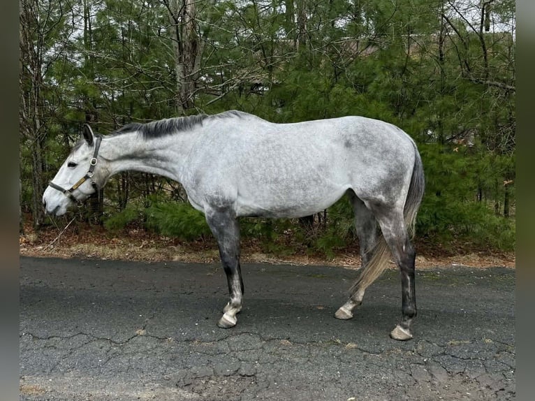 Thoroughbred Mare 9 years 16.1 hh Grey in Plympton