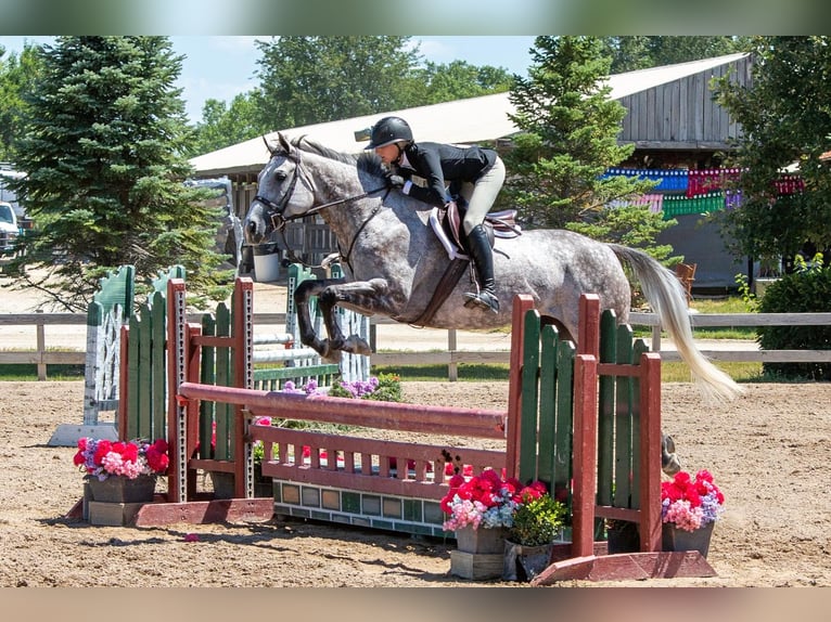 Thoroughbred Mare 9 years 16,2 hh Gray in Brookings, SD