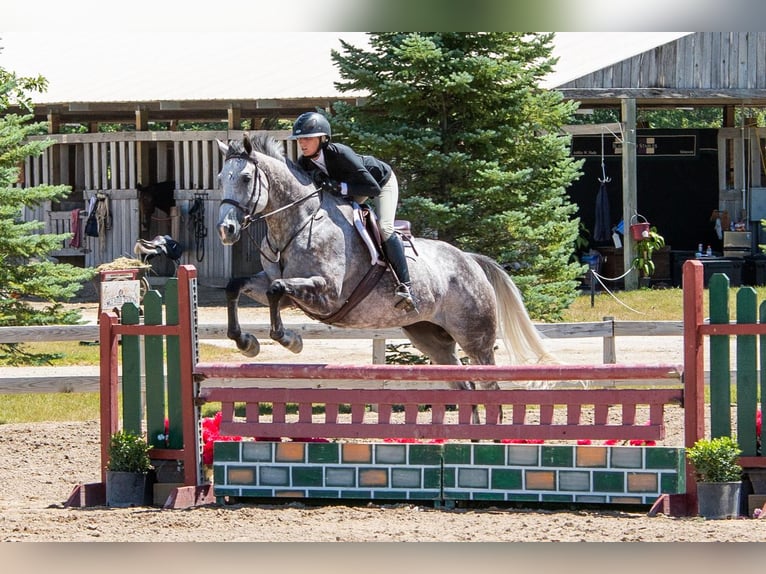 Thoroughbred Mare 9 years 16,2 hh Gray in Brookings, SD