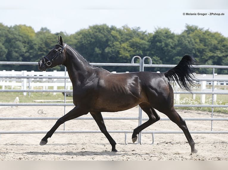 Thoroughbred Mare 9 years 16 hh Black in Bad Oldesloe