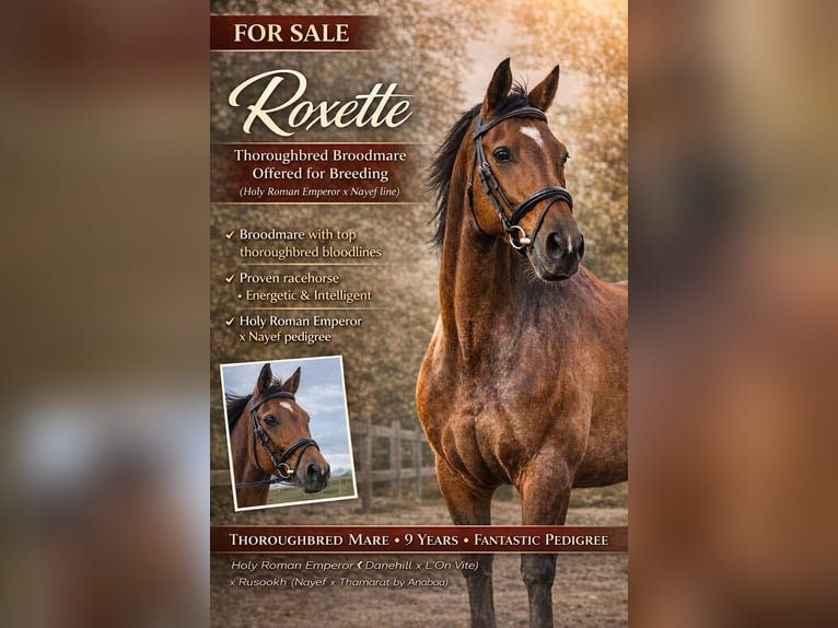 Thoroughbred Mare 9 years 16 hh Brown in Sint Maarten