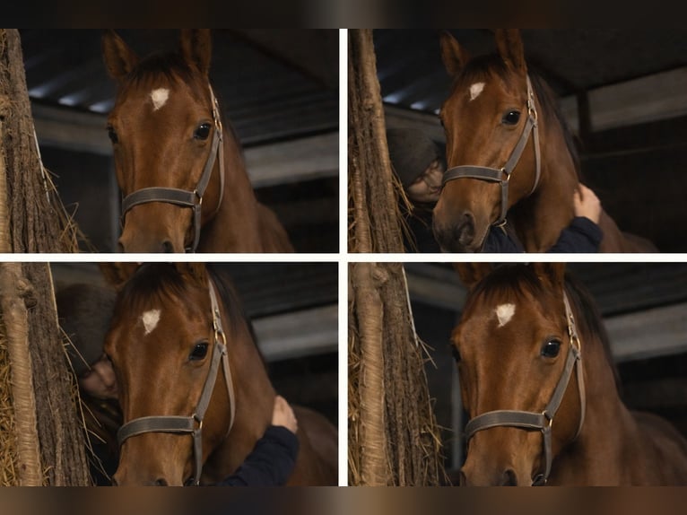 Thoroughbred Mare 9 years 16 hh Brown in Sint Maarten