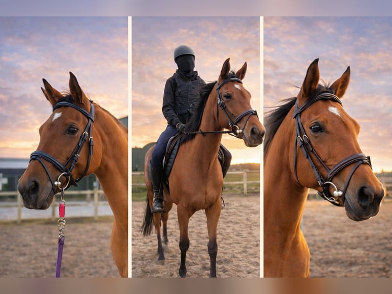 Thoroughbred Mare 9 years 16 hh Brown in Sint Maarten