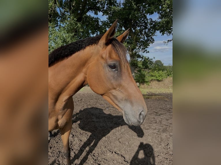 Thoroughbred Mare 9 years 16 hh Brown in Zell