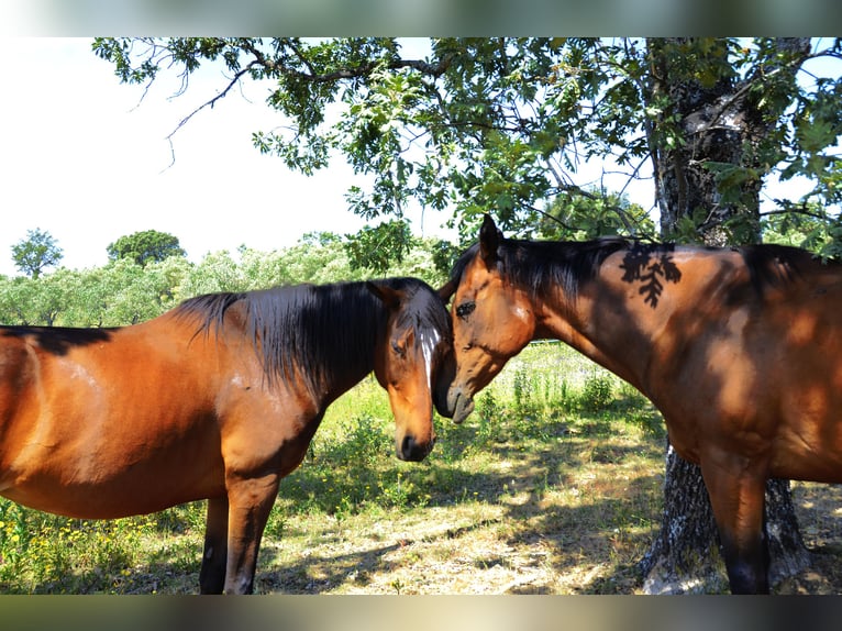 Thoroughbred Mare 9 years 16 hh Brown in Valverde Del Fresno