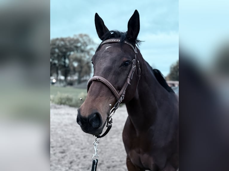 Thoroughbred Mare 9 years 16 hh Brown in Nieuwediep