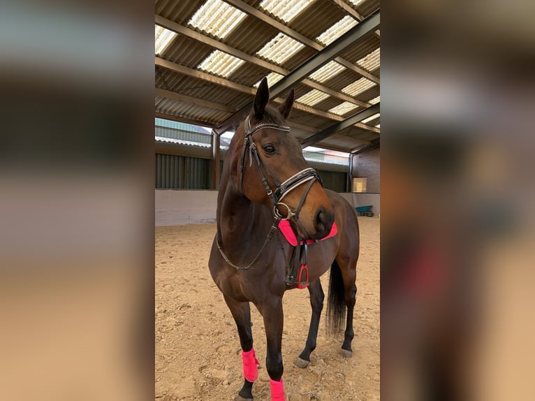 Thoroughbred Mare 9 years 16 hh Brown in Rijen