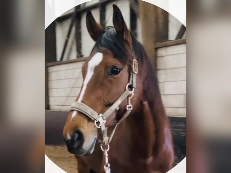 Thoroughbred Mare 9 years 16 hh Brown in Valkenburg