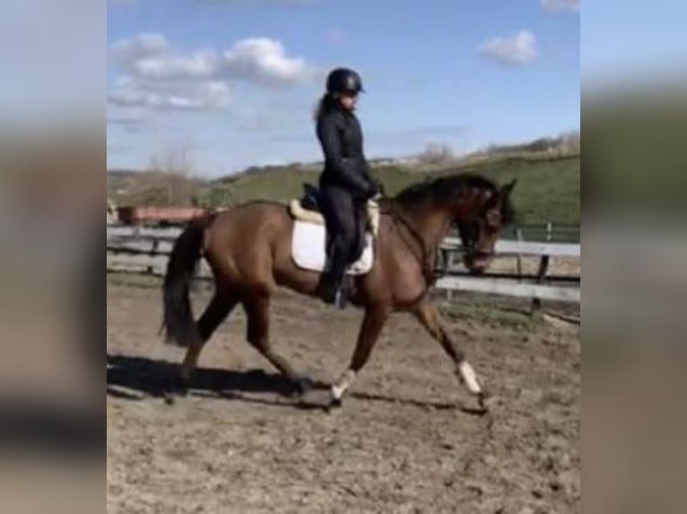 Thoroughbred Mare 9 years 16 hh Brown in Valkenburg