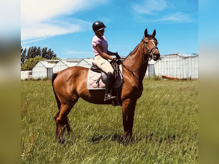 Thoroughbred Mare 9 years 16 hh Brown in Valkenburg