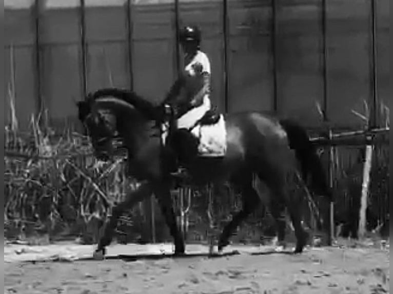 Thoroughbred Mare 9 years 16 hh Brown in Valkenburg