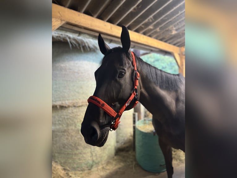 Thoroughbred Mare 9 years 16 hh Brown in Quierschied