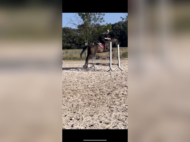 Thoroughbred Mare 9 years 16 hh Brown in Quierschied