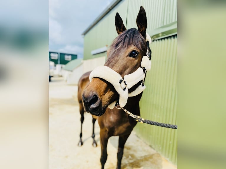 Thoroughbred Mare 9 years 16 hh Brown in Sligo