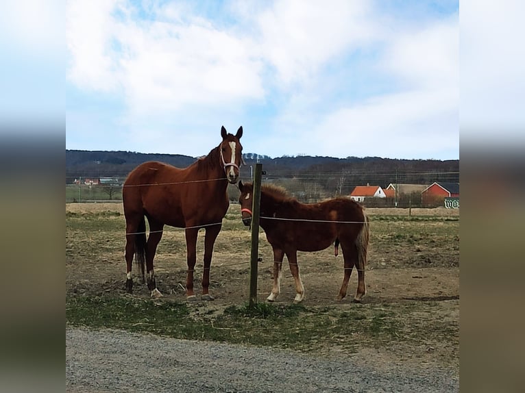 Thoroughbred Mare 9 years 16 hh Chestnut-Red in Bawinkel