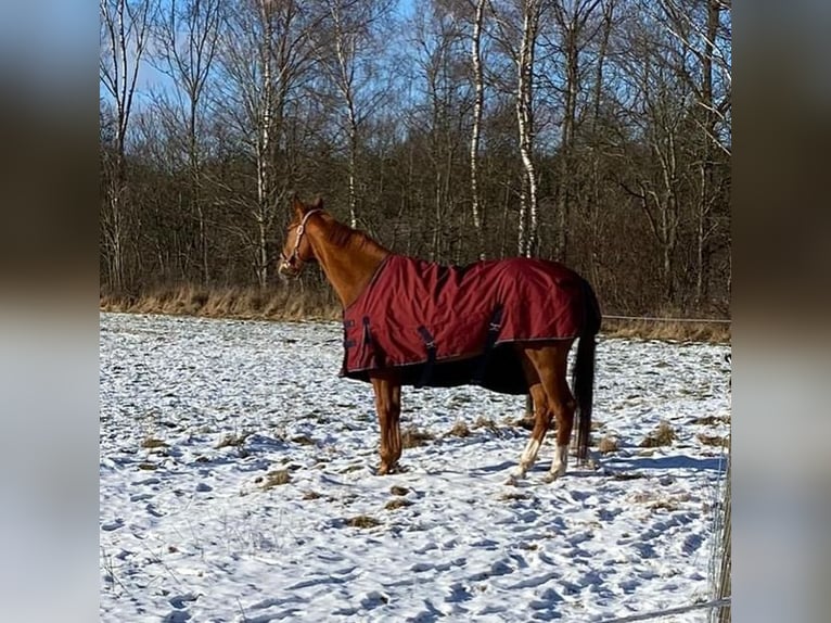 Thoroughbred Mare 9 years 16 hh Chestnut-Red in Bawinkel