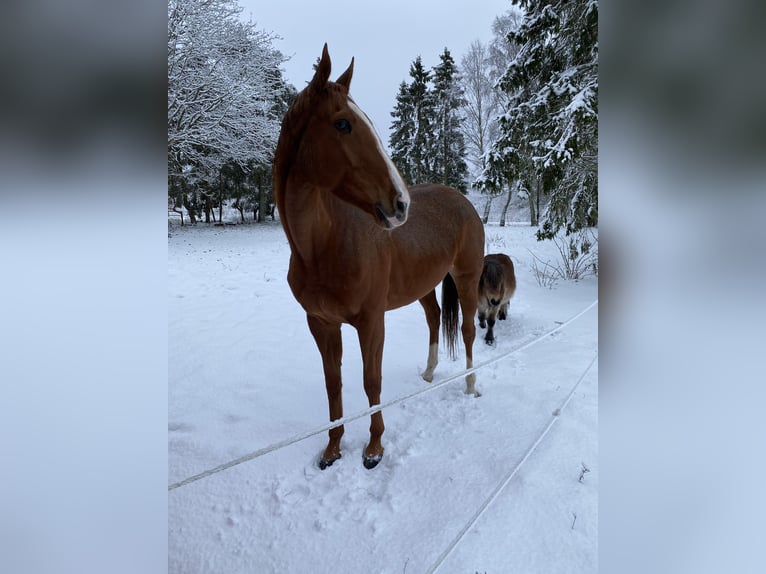 Thoroughbred Mare 9 years 16 hh Chestnut-Red in Bawinkel