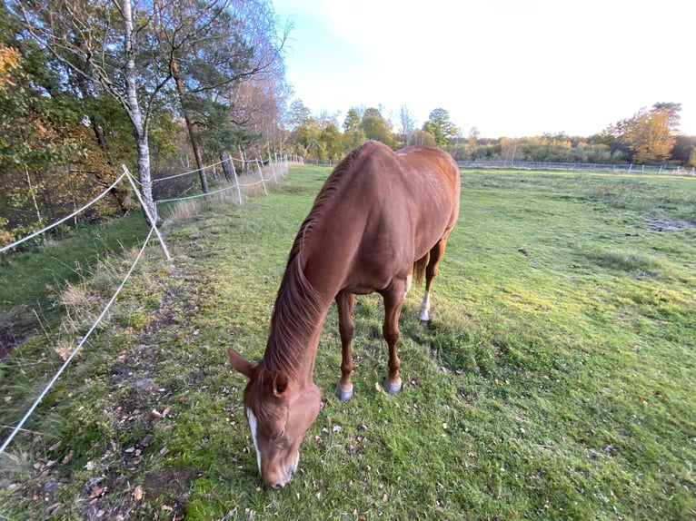 Thoroughbred Mare 9 years 16 hh Chestnut-Red in Bawinkel