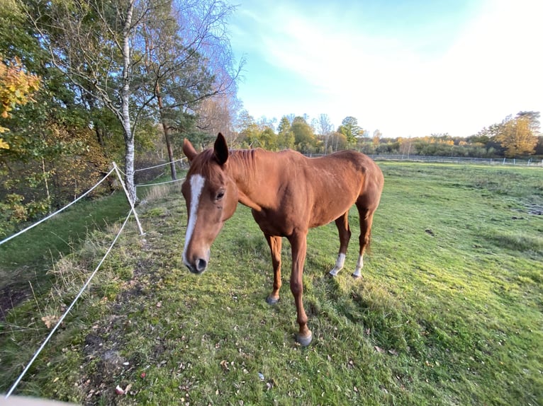Thoroughbred Mare 9 years 16 hh Chestnut-Red in Bawinkel