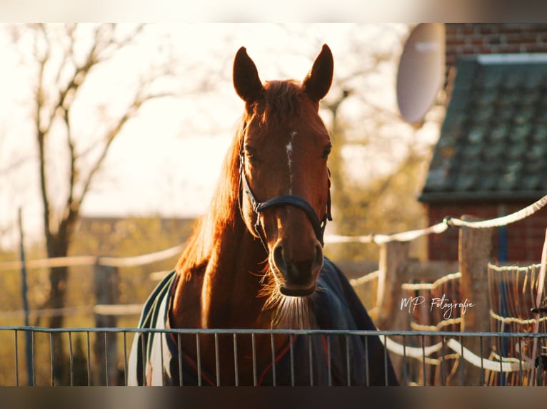 Thoroughbred Mare 9 years 16 hh Chestnut-Red in Drensteinfurt