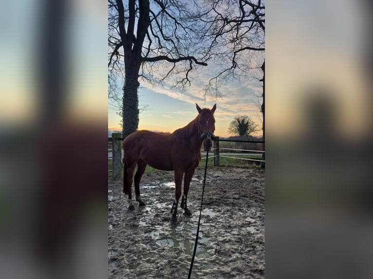 Thoroughbred Mare 9 years 16 hh Chestnut-Red in Drensteinfurt