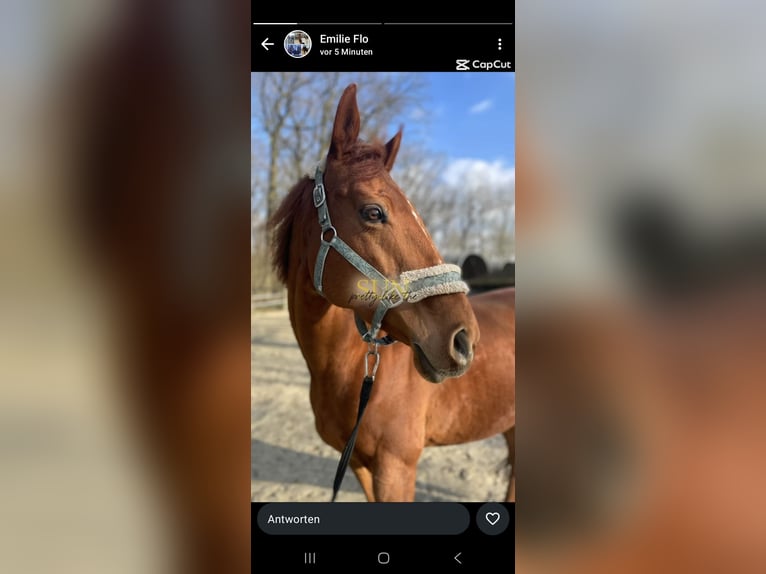 Thoroughbred Mare 9 years 16 hh Chestnut-Red in Drensteinfurt