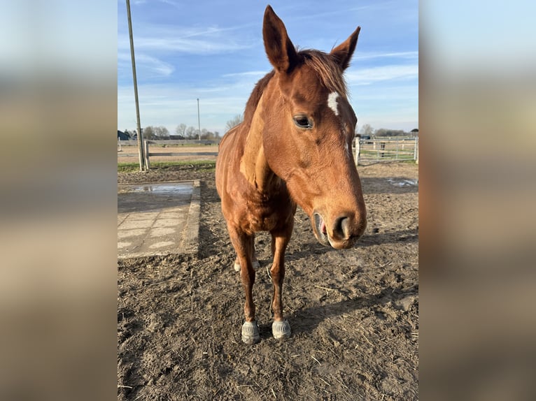 Thoroughbred Mare 9 years 16 hh Chestnut-Red in Loxstedt