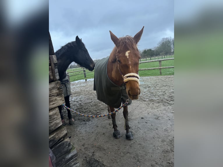Thoroughbred Mare 9 years 16 hh Chestnut-Red in Loxstedt