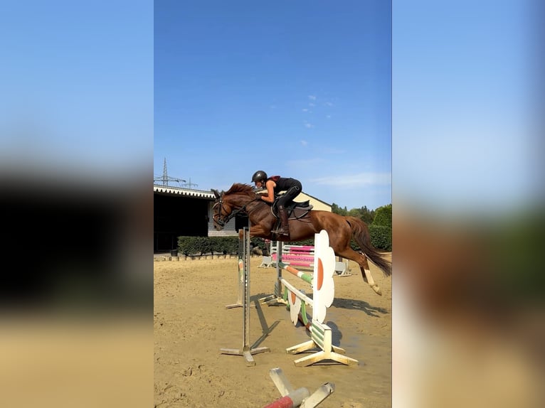 Thoroughbred Mare 9 years 16 hh Chestnut-Red in Rüsselsheim