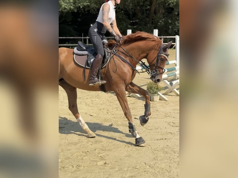Thoroughbred Mare 9 years 16 hh Chestnut-Red in Rüsselsheim