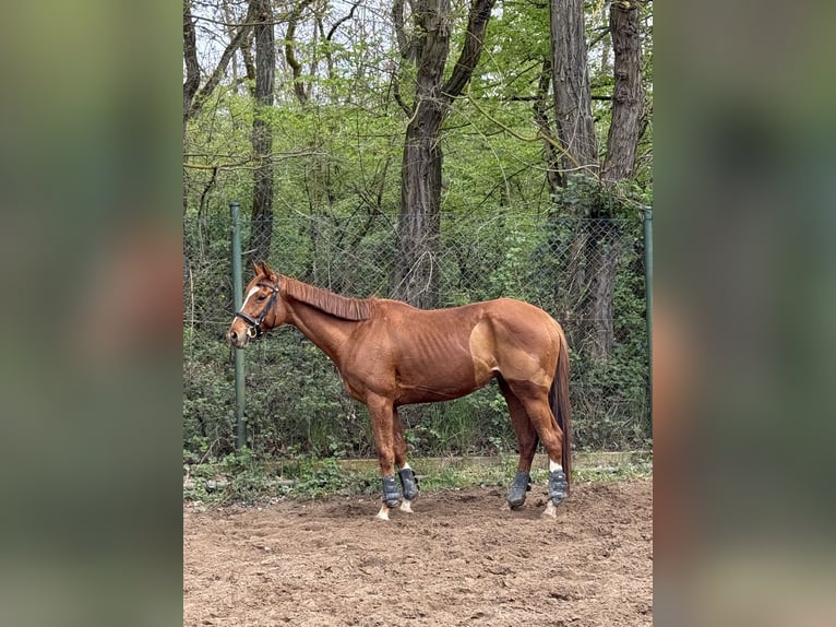 Thoroughbred Mare 9 years 16 hh Chestnut-Red in Rüsselsheim