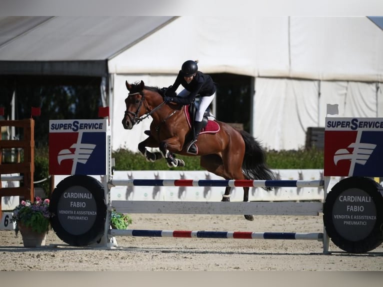 Thoroughbred Mare 9 years 16,1 hh Brown in Italia