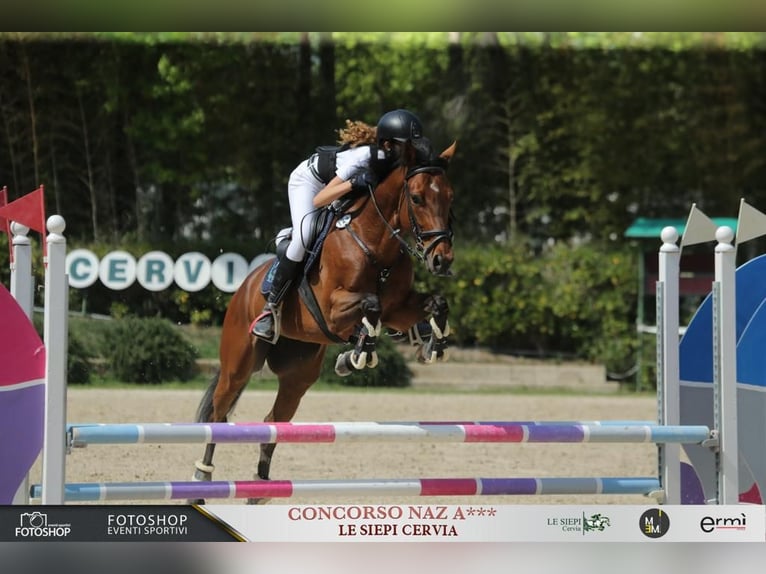 Thoroughbred Mare 9 years 16,1 hh Brown in Italia