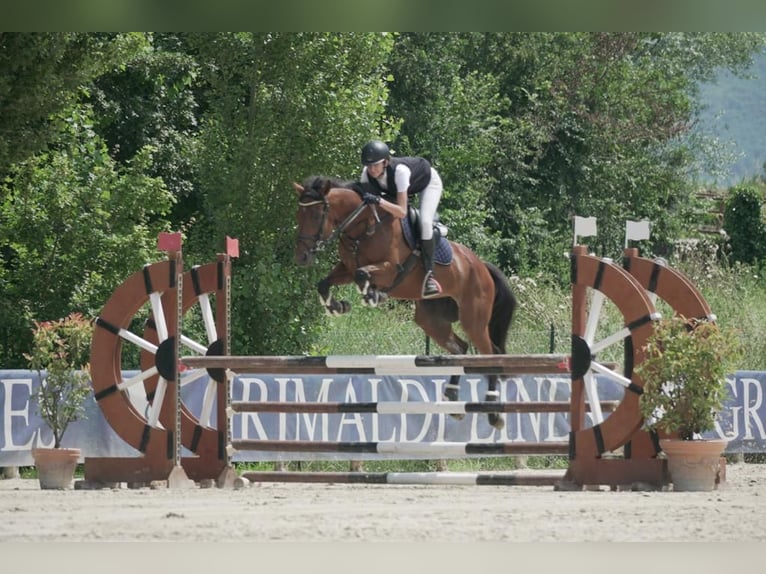 Thoroughbred Mare 9 years 16,1 hh Brown in Italia
