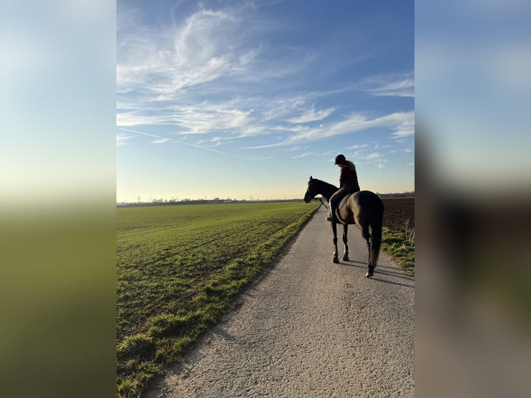 Thoroughbred Mare 9 years 16,1 hh Brown in Heidelberg