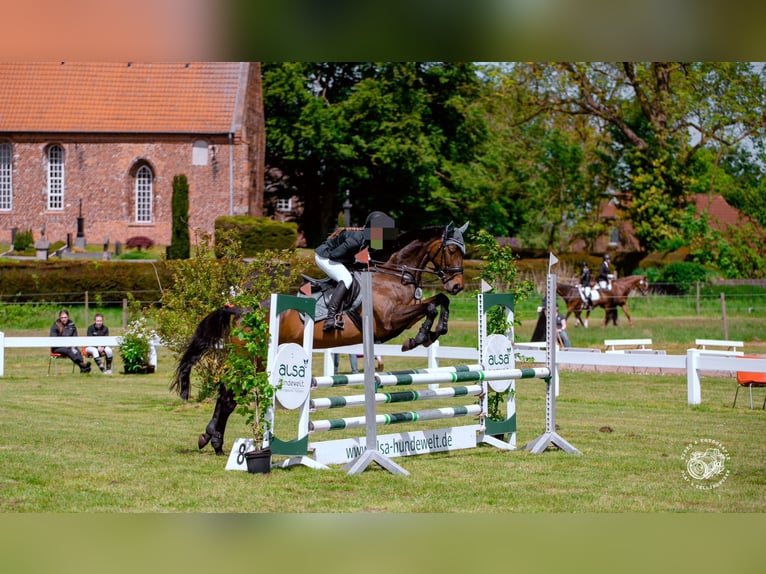 Thoroughbred Mare 9 years 16,1 hh Brown in Heidelberg
