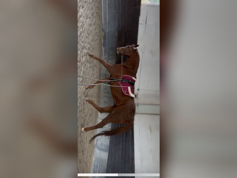 Thoroughbred Mare 9 years 16,1 hh Chestnut-Red in Miltenberg