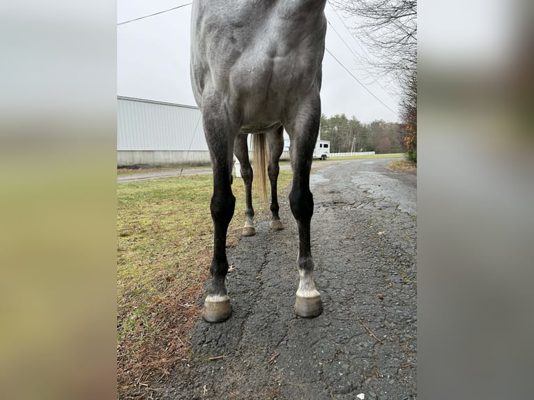 Thoroughbred Mare 9 years 16,1 hh Grey in Plympton
