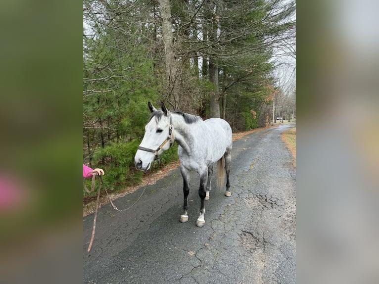 Thoroughbred Mare 9 years 16,1 hh Grey in Plympton