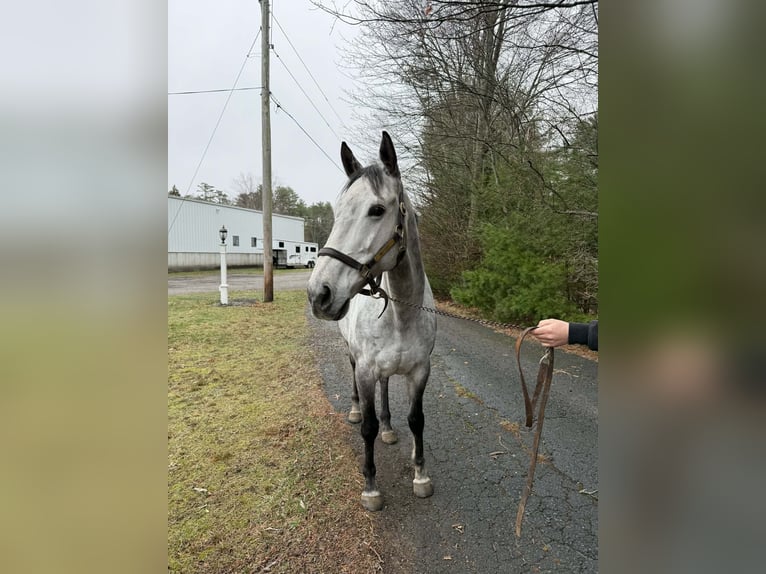 Thoroughbred Mare 9 years 16,1 hh Grey in Plympton